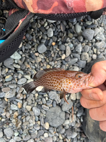 オオモンハタの釣果