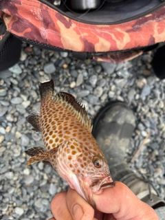 オオモンハタの釣果