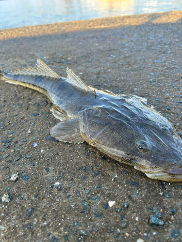 マゴチの釣果