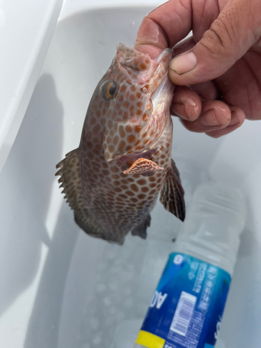 オオモンハタの釣果