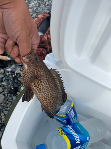 オオモンハタの釣果