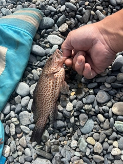 オオモンハタの釣果