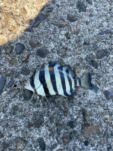 サンバソウの釣果