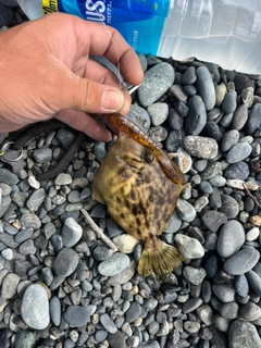 カワハギの釣果