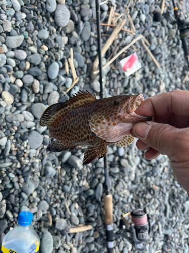 オオモンハタの釣果