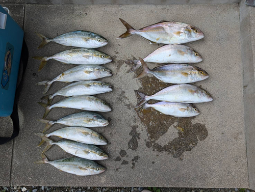 ショゴの釣果