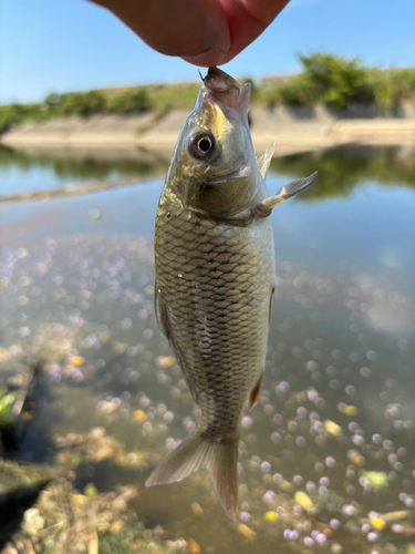 コイの釣果