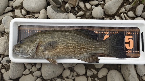 スモールマウスバスの釣果