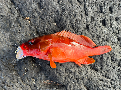 アカハタの釣果