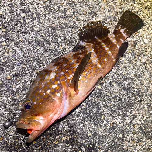 アコウの釣果