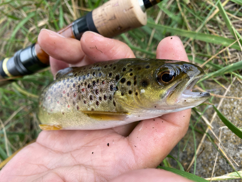 ブラウントラウトの釣果