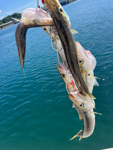 カマスの釣果