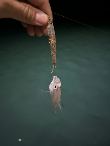 ネンブツダイの釣果