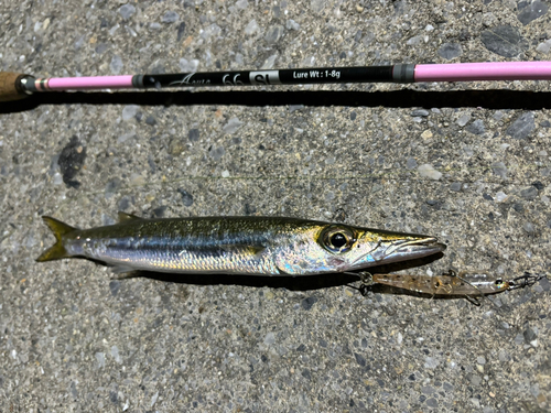 カマスの釣果