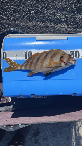 タカノハダイの釣果