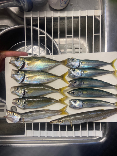 アジの釣果