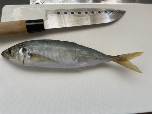 マルアジの釣果