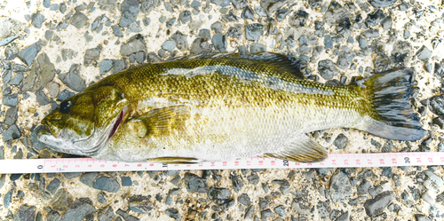 スモールマウスバスの釣果