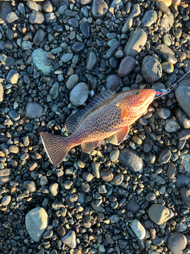 オオモンハタの釣果