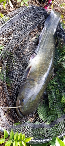 ナマズの釣果