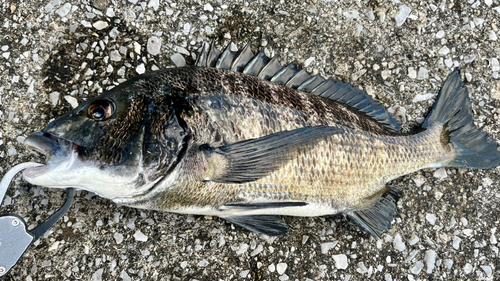 クロダイの釣果