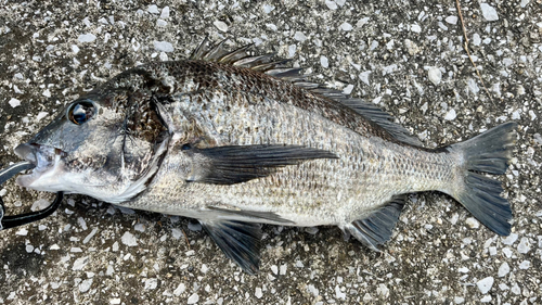 クロダイの釣果