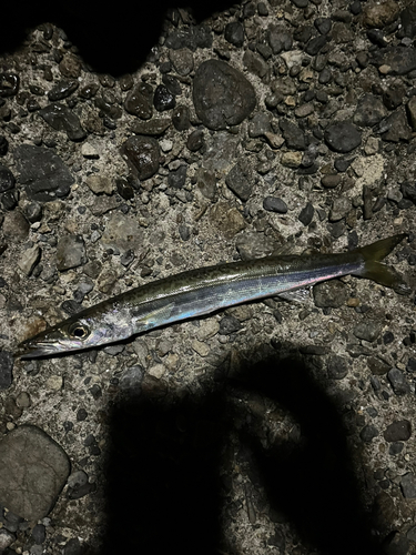 カマスの釣果