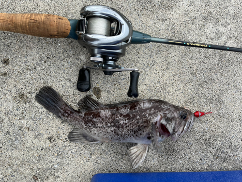 クロソイの釣果