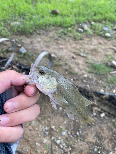 ラージマウスバスの釣果