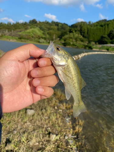 ラージマウスバスの釣果