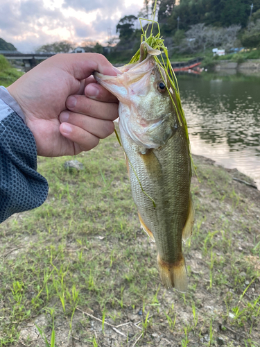 ラージマウスバスの釣果