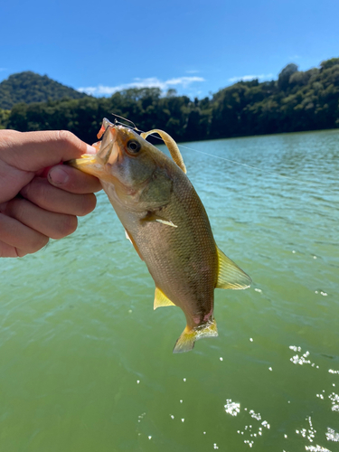 ラージマウスバスの釣果