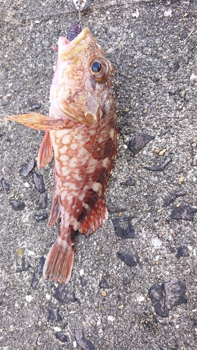 アラカブの釣果