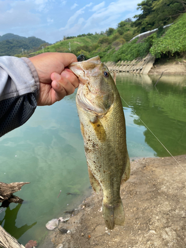 ラージマウスバスの釣果