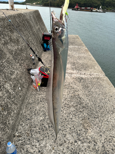 タチウオの釣果