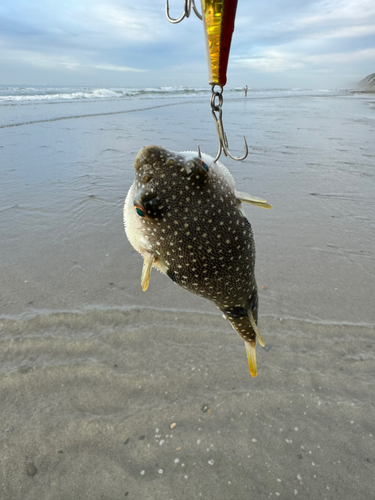 フグの釣果