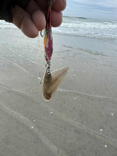 シタビラメの釣果