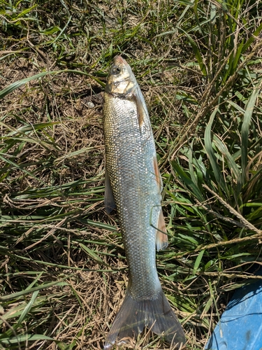 ウグイの釣果