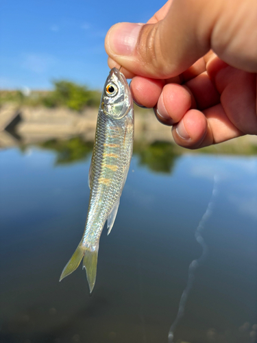 オイカワの釣果