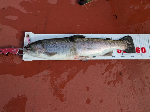 トラウトの釣果