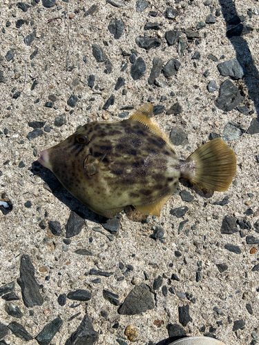 カワハギの釣果