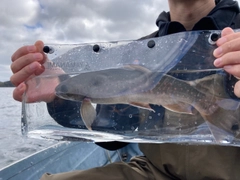 ミヤベイワナの釣果