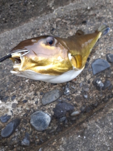 シロサバフグの釣果