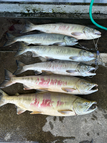 アキアジの釣果