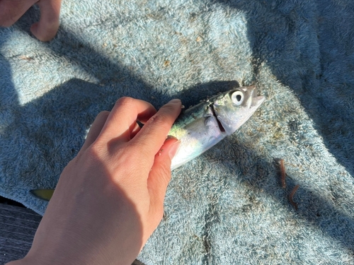 サバの釣果