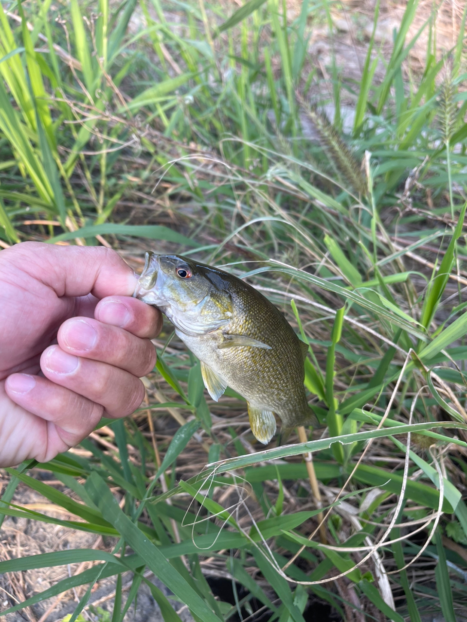 スモールマウスバス