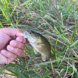 スモールマウスバス