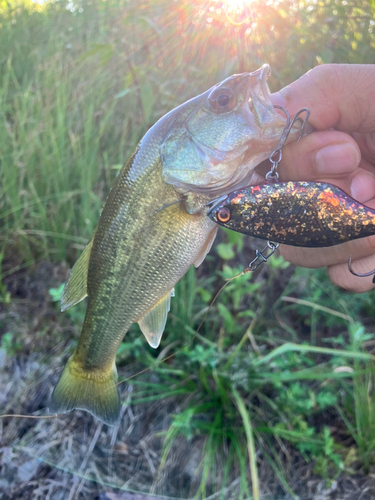 ブラックバスの釣果