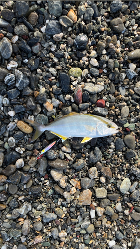 カンパチの釣果