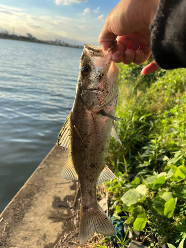 セイゴ（マルスズキ）の釣果